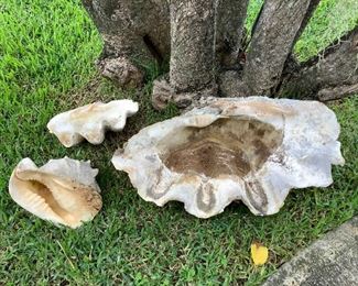 Wle237 Large Clam Shells & Conch Shell 