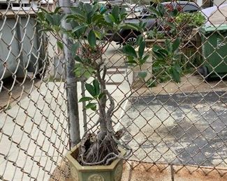 Wle240 Bonsai? Plant In Ceramic Planter