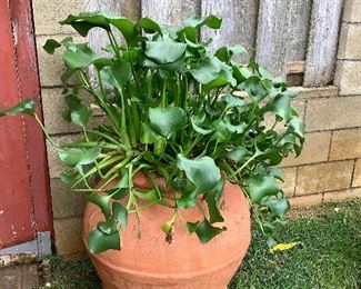 Wle243 Large Terra Cotta Planter With Water Plants