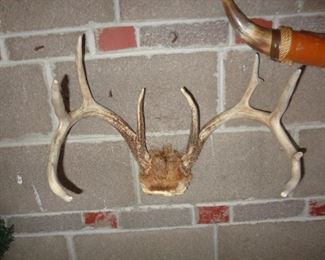 DEER ANTLERS AND STEER HORNS 