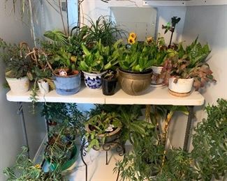 Assorted House Plants