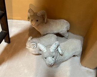3 rams looking for a their forever home
