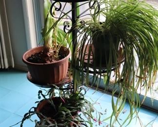 plant holder, plants, house plants