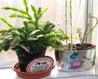 Christmas cactus, plants