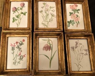 Six smaller framed botanicals