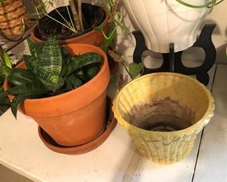 Plants & pots
