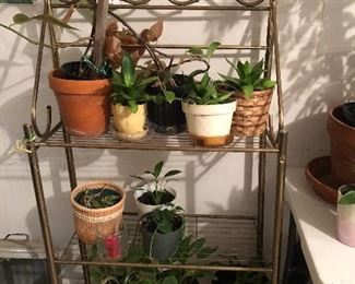 Plant stand and plants