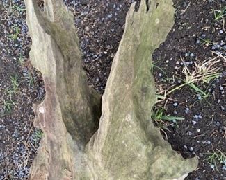 Piece of Very Rare Ironwood used as Garden Decor