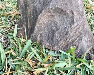 Small Stump of Ironwood Used as Garden Decor