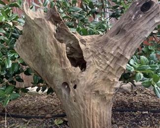 Large Piece of Rare Ironwood used as Garden Decor