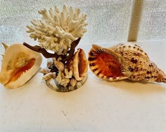 (3) Seashell Decor