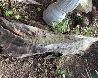 Very Large Ironwood Partially in the Ground