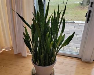 Snake Plant
