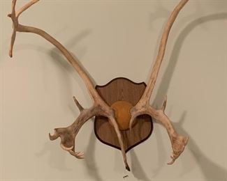 Caribou antlers