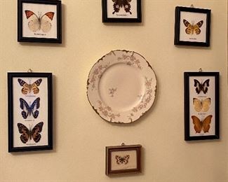 COLLECTION OF FRAMED BUTTERFLIES
