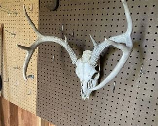 Deer skull.