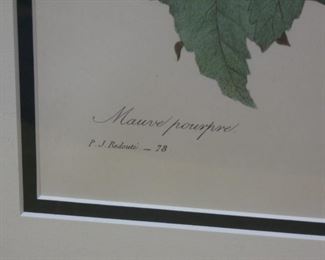 Mauve pourpre Flower Species by P. J. Redouté