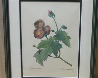 Mauve pourpre Flower Species by P. J. Redouté