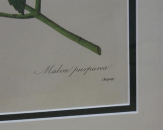 Mauve pourpre Flower Species by P. J. Redouté