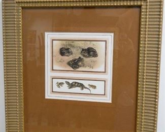 Framed, Matted Frogs & Turtles Print