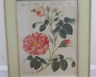 Bertuch 19th Century Print "French Roses"