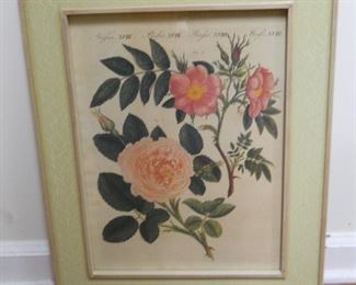 Bertuch 19th Century Print "French Roses"