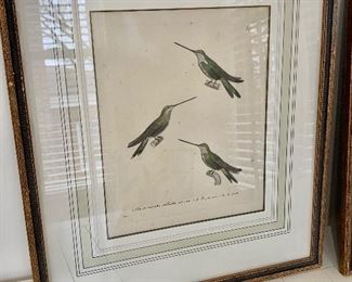 Antique hummingbird prints