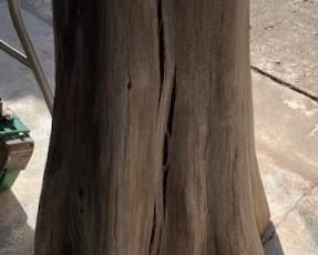 Cypress stump