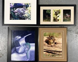 Amazing Animal Photos Collection