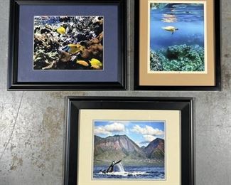 Marine Life Photographs Collection