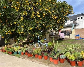 Lots of Succulents !