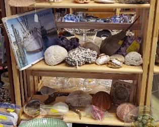 Large collection of sea shells, coral (fan, brain, red, etc.), red barnacles and sea related items.