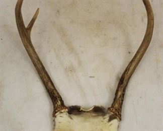 869 - Deer Antlers w/ Skull Mount
