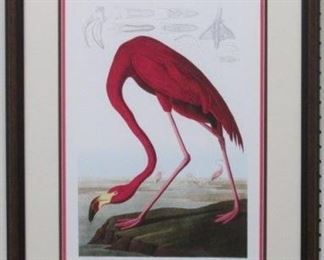 9003 - Pink Flamingo by John Audubon 21 1/2 x 27
