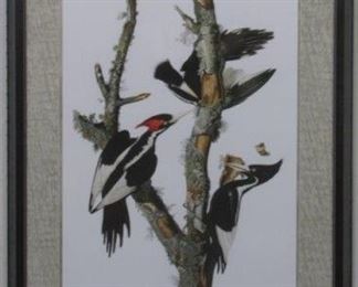 9008 - Ivory Billed Woodpecker by John Audubon 25 1/2 x 33 1/2
