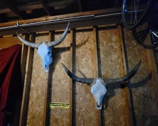 Longhorn Skulls.