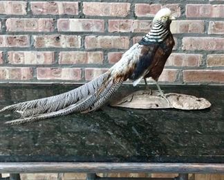 Taxidermy bird