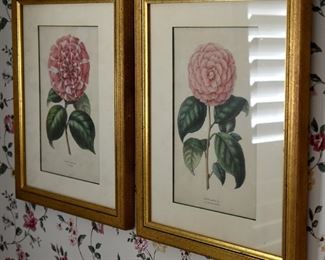framed prints, flowers, camellias