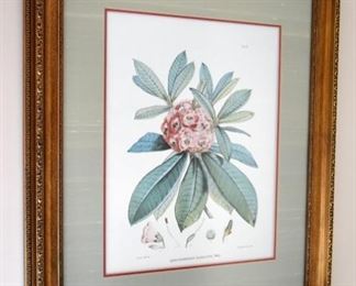 framed art, botanical print
