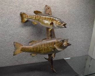 Vintage Double Taxidermied Fish Mount | 21"x16"x6"