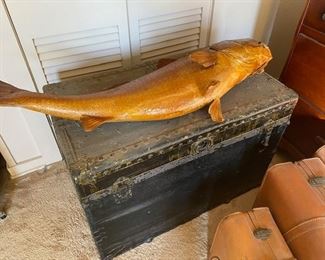 Taxidermy Fish and Trunk