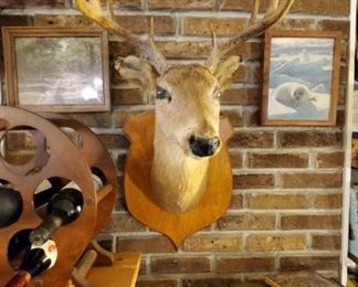 Mounted deer on wall, dvds cds, box sets