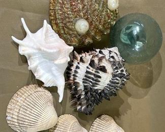010 Shells, Rocks, Floats  Fossil