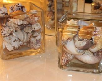 Sea Shells and Vase