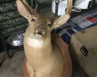 Deer mount