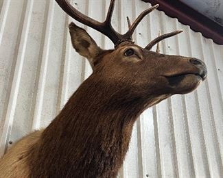 HUGE elk shoulder mount