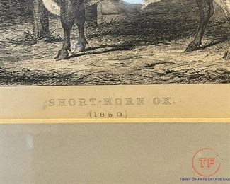 1800's Short Horn Ox Framed Engraving