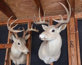 More Deer Mounts