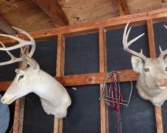 Yes 2 More Deer Mounts