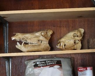 Animal Skulls